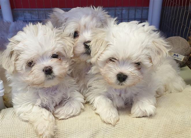 $500 : Buy Maltese Puppies image 2
