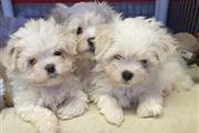 $500 : Buy Maltese Puppies thumbnail