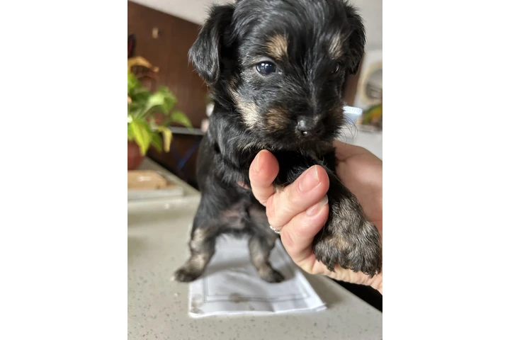 $600 : Maltipoo y yorkie image 1