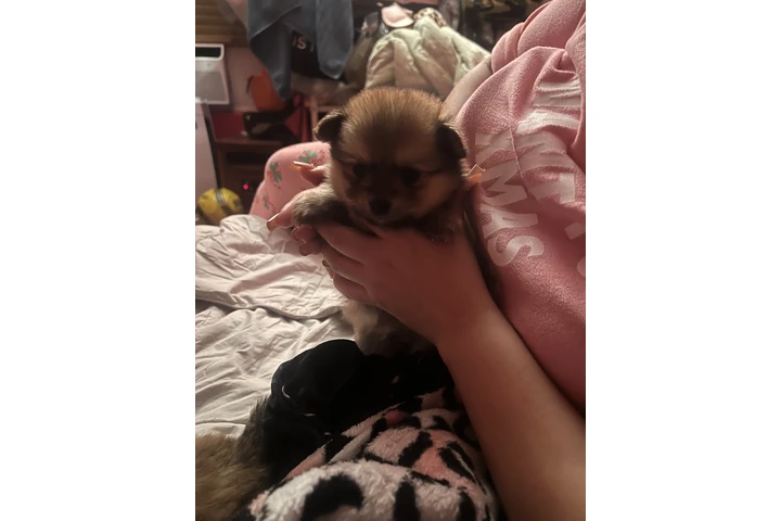 $750 : Pomeranian tea cup image 7