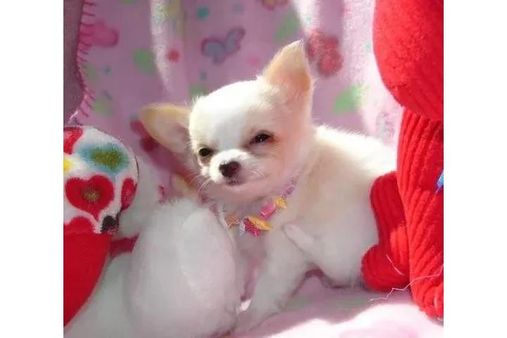 $450 : Cachorros de chihuahua image 1