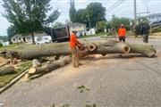 PROFESSIONAL TREE SERVICES thumbnail 4