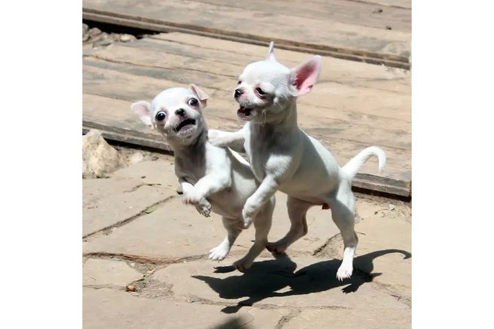 Cachorro Chihuahua  ¡Chihuahua image 2