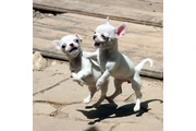 Cachorro Chihuahua  ¡Chihuahua thumbnail