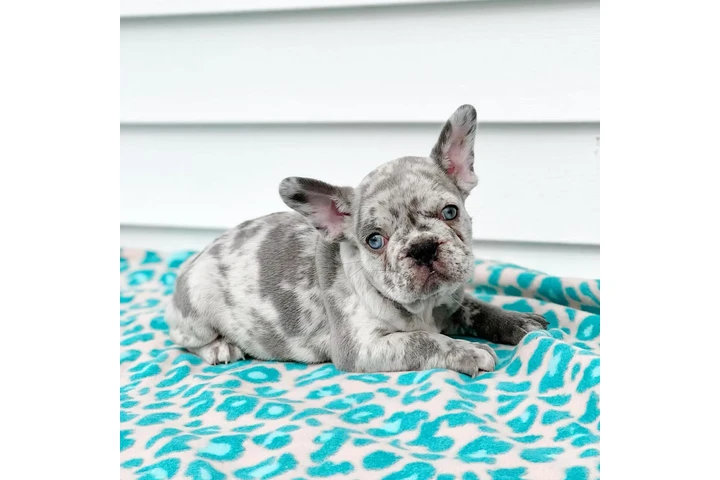 Fluffy Frenchies puppies image 7