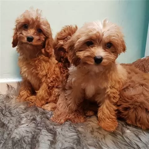 Cavapoos Puppies image 2