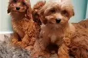 Cavapoos Puppies thumbnail