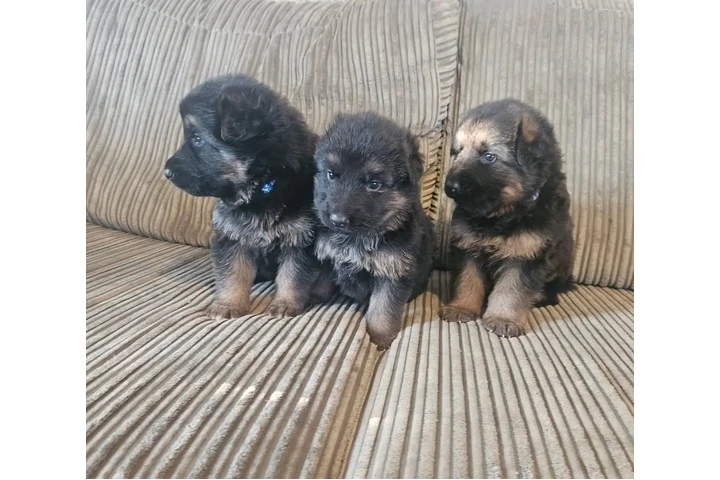 $350 : Cachorros de pastor alemán image 3