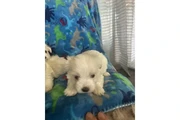 Maltipoo en Miami
