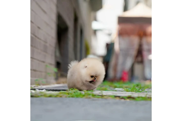 $350 : Pomerania image 3