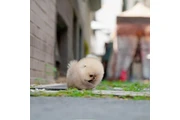 $350 : Pomerania thumbnail