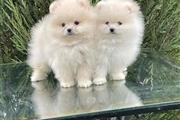 $500 : Cachorros de Pomerania thumbnail