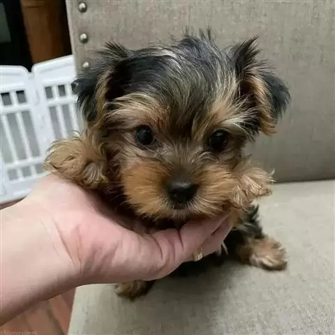 $350 : Very Sweet Yorkie puppies image 1