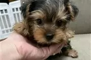 Very Sweet Yorkie puppies en Los Angeles