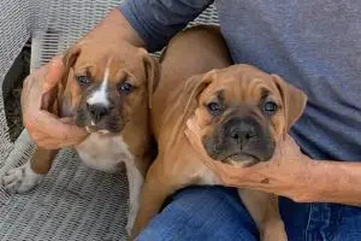 $250 : 🐶 ¡HERMOSOS PUPPIES BOXER! 🐶 image 1