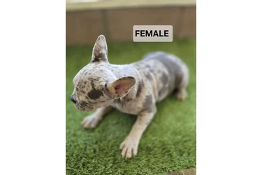 French bulldogs fluffy carrier en Los Angeles