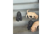 Cocker spaniel en Houston