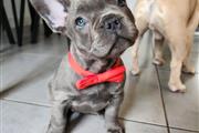 Blue French Bulldog Available