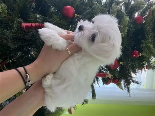 $466 : cute maltese puppies. image 1