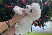 $466 : cute maltese puppies. thumbnail