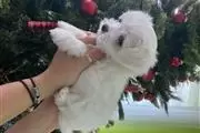 cute maltese puppies. en London
