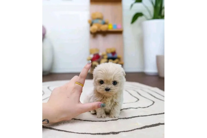 $350 : taza de té maltipoo cachorros image 3