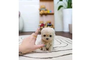 $350 : taza de té maltipoo cachorros thumbnail