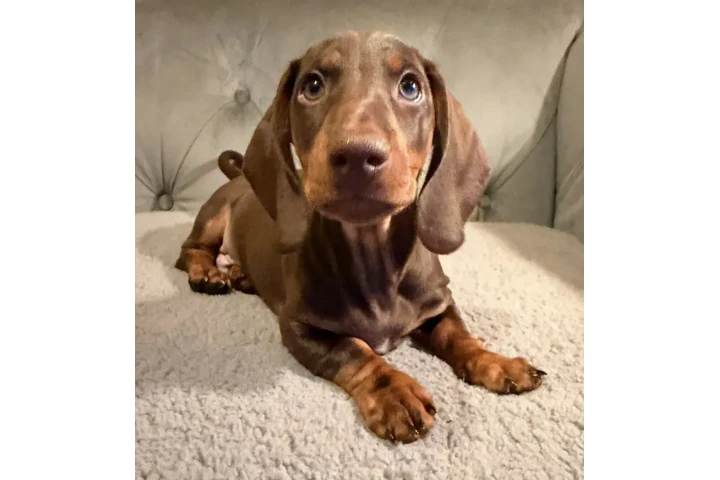 $400 : Cachorros de teckel estándar image 1