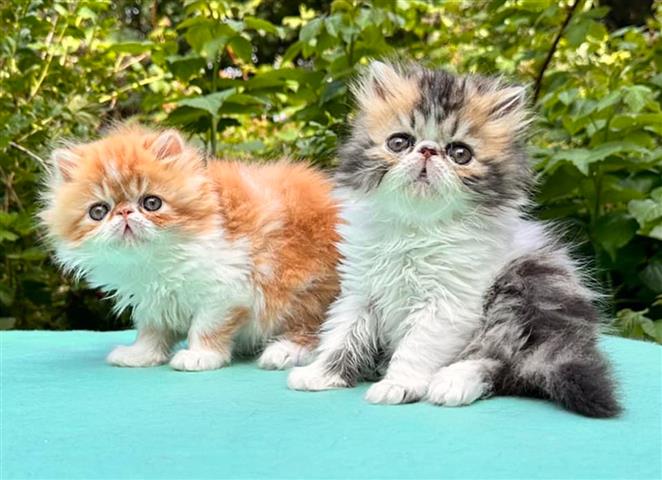 $250 : Persia Kittens boy & 2 girl image 2