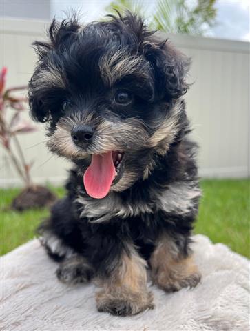 Mini Schnoodle Puppies !!! image 1