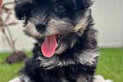 Mini Schnoodle Puppies !!! thumbnail