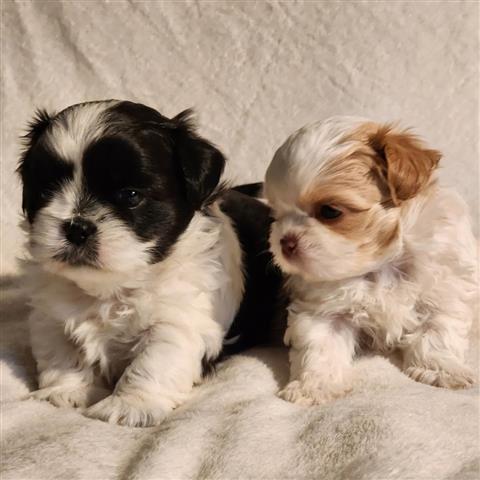 $350 : Shihtzu image 1