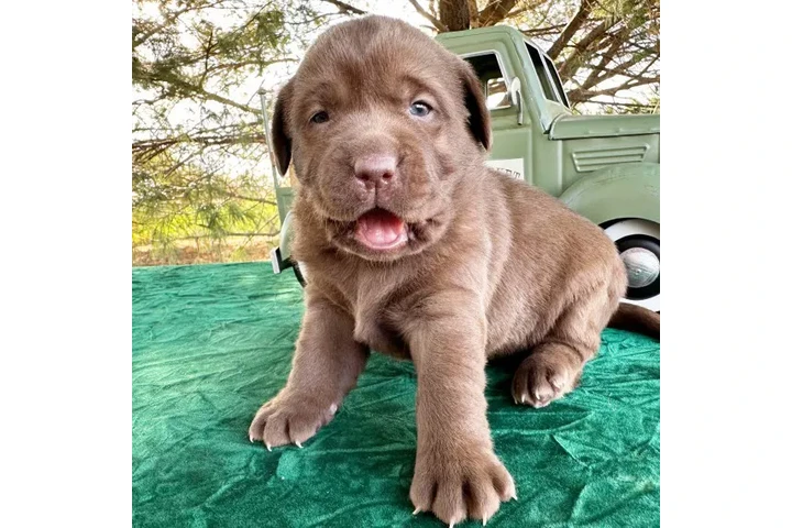$350 : labradores color chocolate image 2