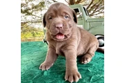$350 : labradores color chocolate thumbnail