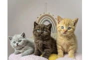 $260 : British shorthair for adoption thumbnail