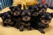 cachorros holly yorkie en Atlanta