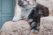 Gatitos Maine Coon en adopción