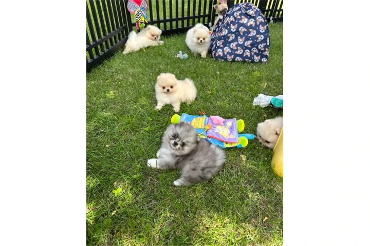 $350 : Pomerania taza de té image 1