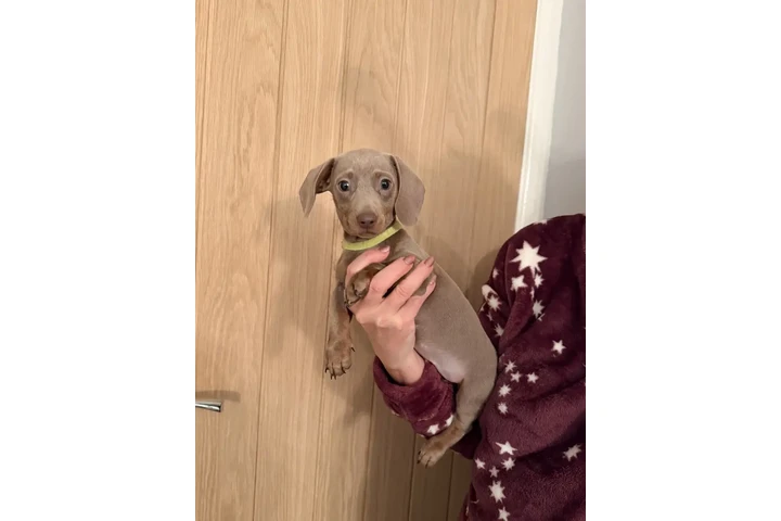 $400 : Miniature dachshunds ready image 2