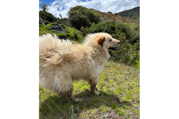 $1500000 : PERRO CHOW CHOW image 2