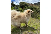 $1500000 : PERRO CHOW CHOW thumbnail
