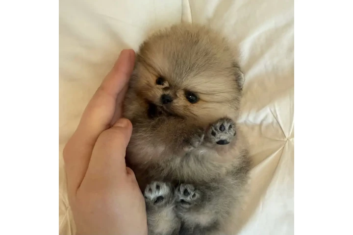$350 : Pomerania taza de té image 2