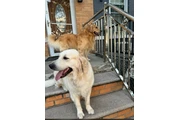 Golden puppies en New York
