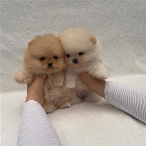 $500 : Teacup Pomeranian puppies image 1