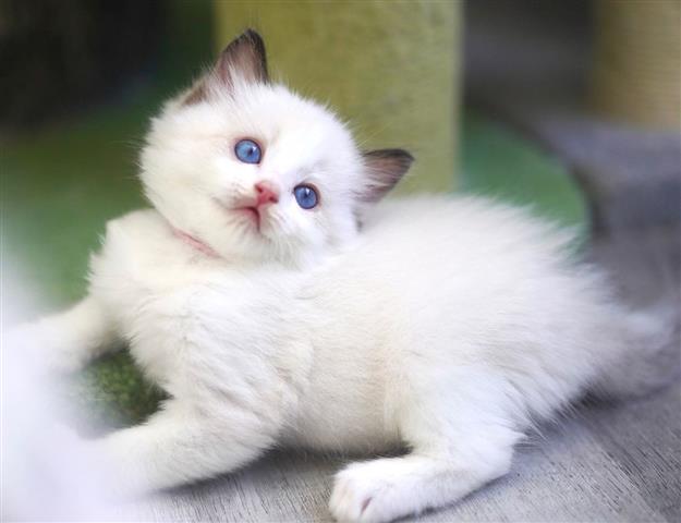 $210 : Ragdolls Kittens for sale image 1