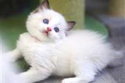 $210 : Ragdolls Kittens for sale thumbnail