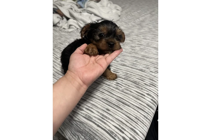$1200 : YORKIE image 2