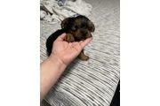 $1200 : YORKIE thumbnail