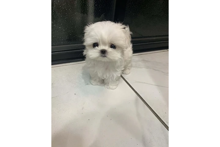 $500 : Bichon frise cachorros image 4