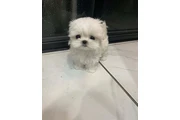 $500 : Bichon frise cachorros thumbnail